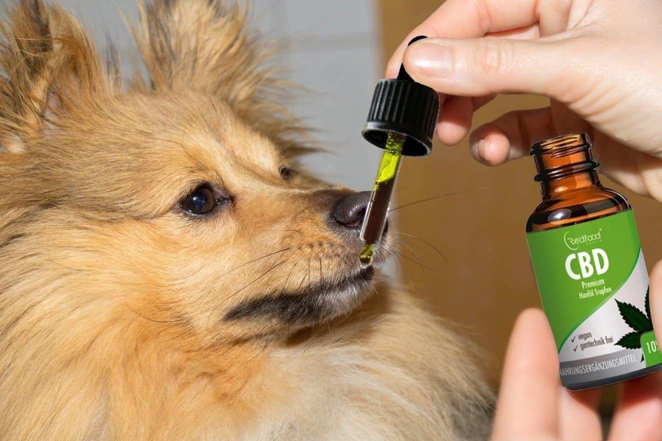 CBD für Tiere CBD Öl für Tiere bei Redfood24 Hanföl ab 5 für Tiere