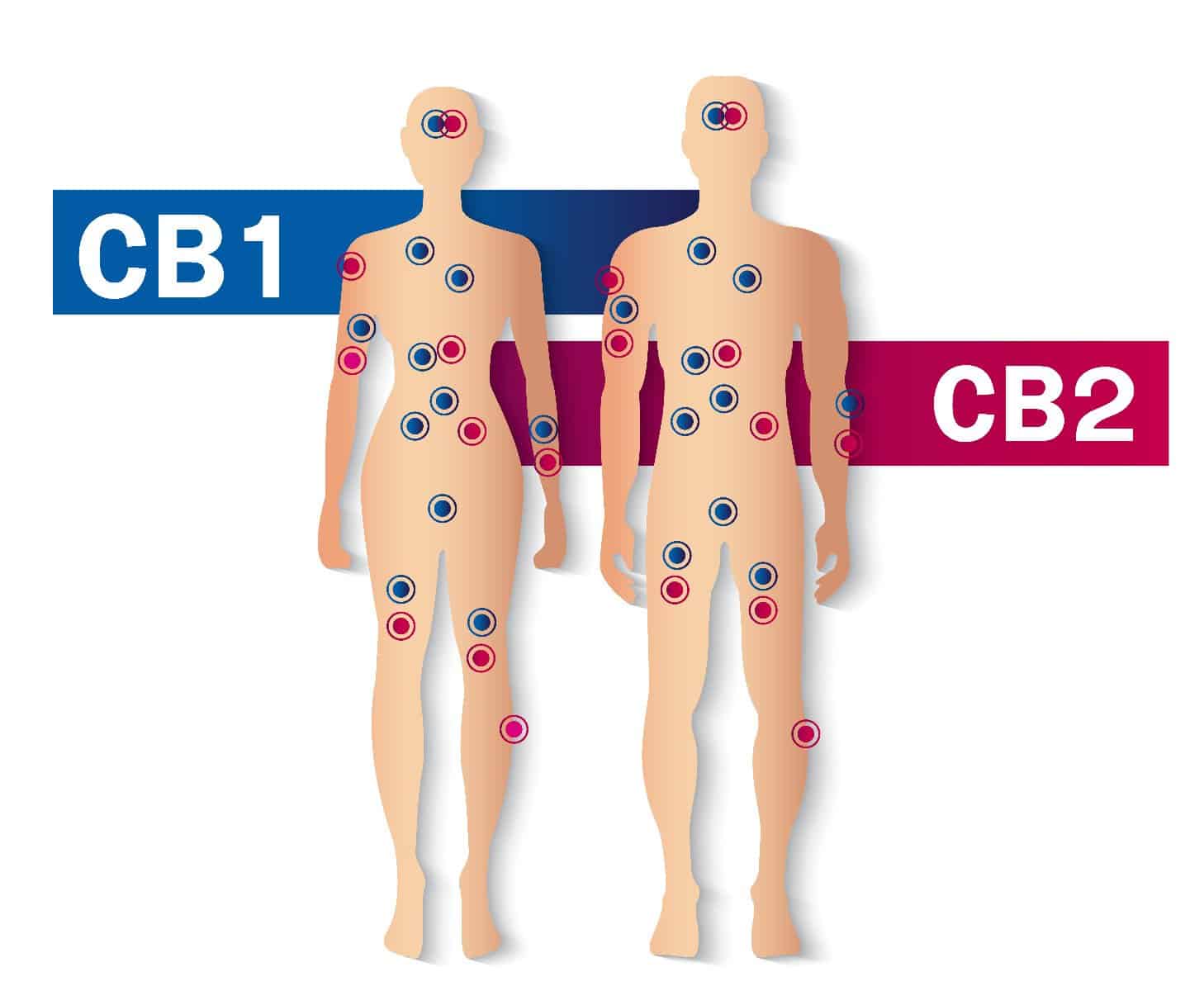 CB1 und CB2 Faktoren