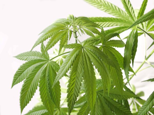 Cannabis PflanzeHanfpflanze Marihuana Gras, Weed, Pot, Ganja oder Mary Jane