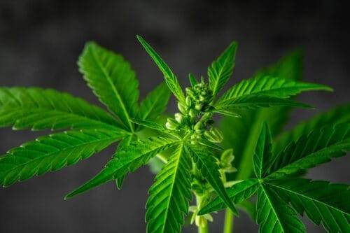 Cannabis PflanzeHanfpflanze Marihuana Gras, Weed, Pot, Ganja oder Mary Jane