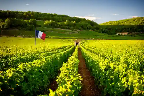 Französischer Traubenextrakt VinOseed