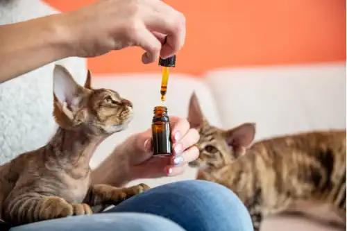 CBD für Katzen Cannabisöl für Katzen Hanföl CBD für Katzen