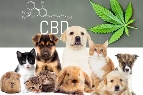 CBD für Tiere Cannabisöl Hanföl CBD Vollspektrum Hanf