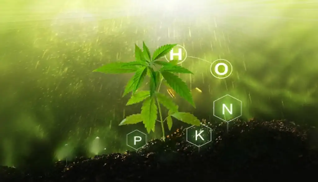 Bild von vorbeugenden Maßnahmen gegen Kaliumüberschuss bei Cannabispflanzen