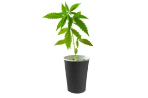 Eine junge Cannabis-Pflanze im Topf, die sorgfältig in einen größeren Topf umgepflanzt wird, mit Fokus auf die feinen Wurzeln und die frische Erde