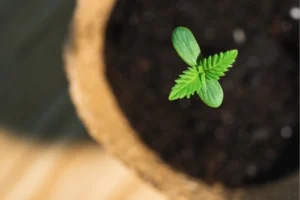 Die ersten zarten Triebe einer Cannabis-Pflanze, die aus der Erdoberfläche sprießen, zeigen die erfolgreiche Keimung in einem gut beleuchteten Raum.