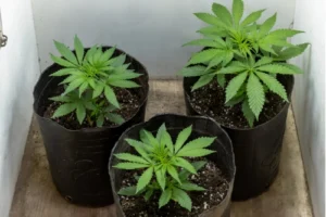 Cannabis-Pflanzen in unterschiedlichen Wachstumsphasen, angeordnet in einem Innenraum unter speziellen Wachstumslampen, illustrieren die Entwicklung von der Keimung bis zur Blüte.