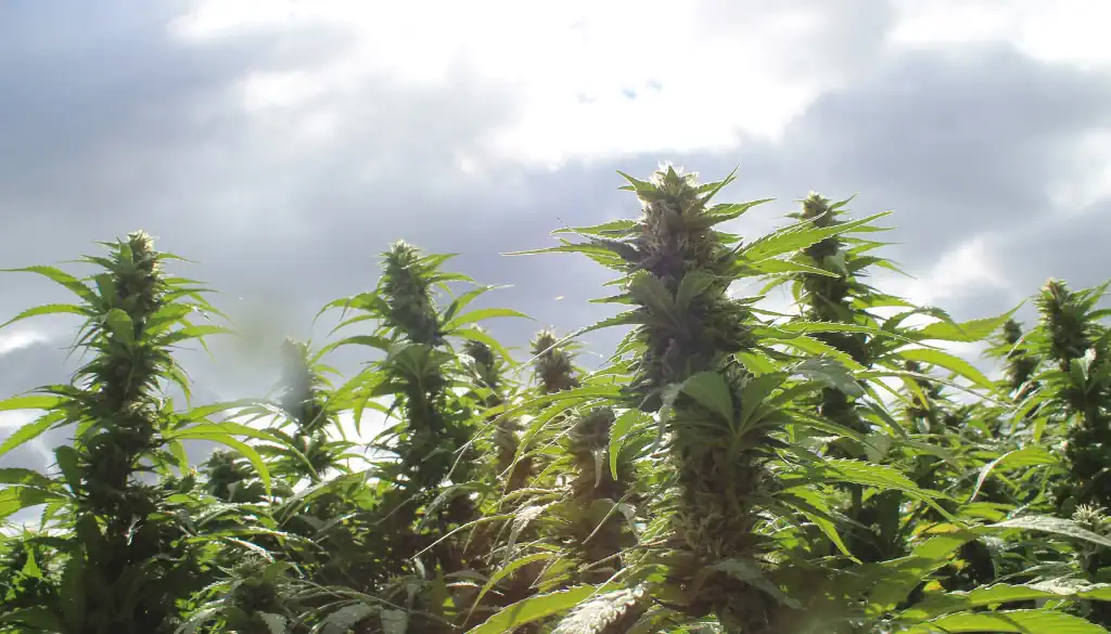 bild von gesunden Cannabispflanzen mit ausgewogenem Kaliumspiegel